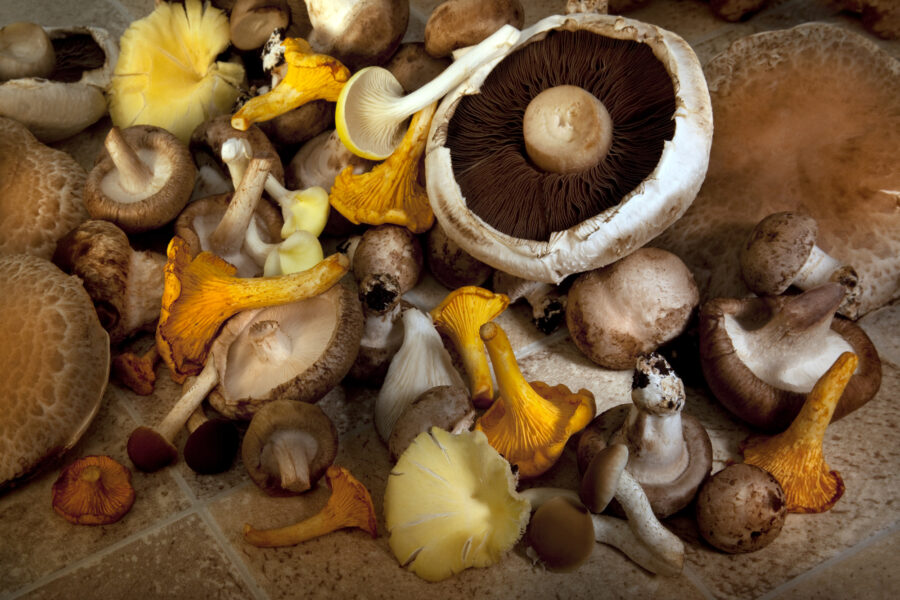 Una selección de hongos comestibles que incluyen: Portobello, Shitake, setas silvestres, ostra gris, ostra amarilla, eryngii y álamo negro / Imagen: Depositphotos.com