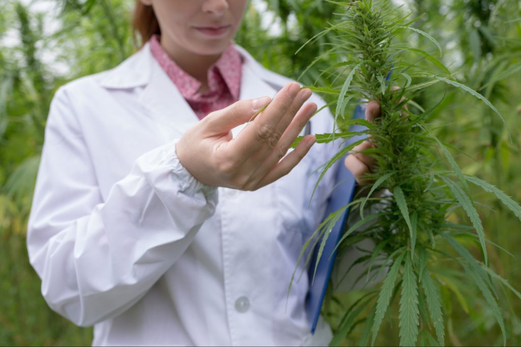 El CBD es actualmente el segmento más activo del mercado legal en México | Imagen: Depositphotos.com