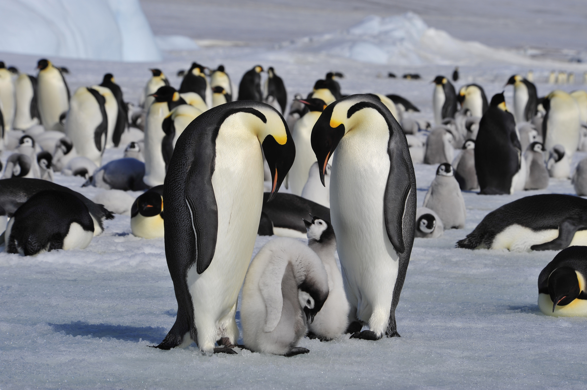 Pingüinos emperador con sus polluelos.