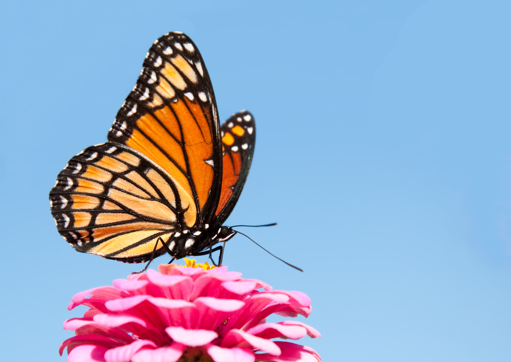Las mariposas monarca han disminuido entre hasta 72% en 10 años.