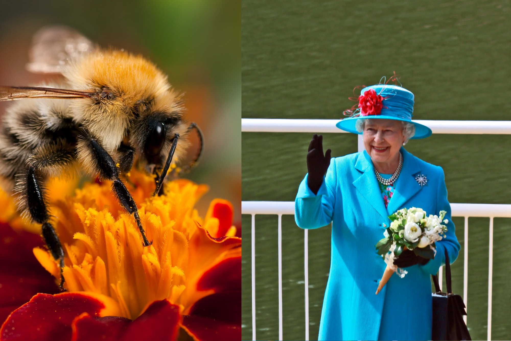 Alguien tuvo que decirle a las abejas de Isabel II sobre su muerte.