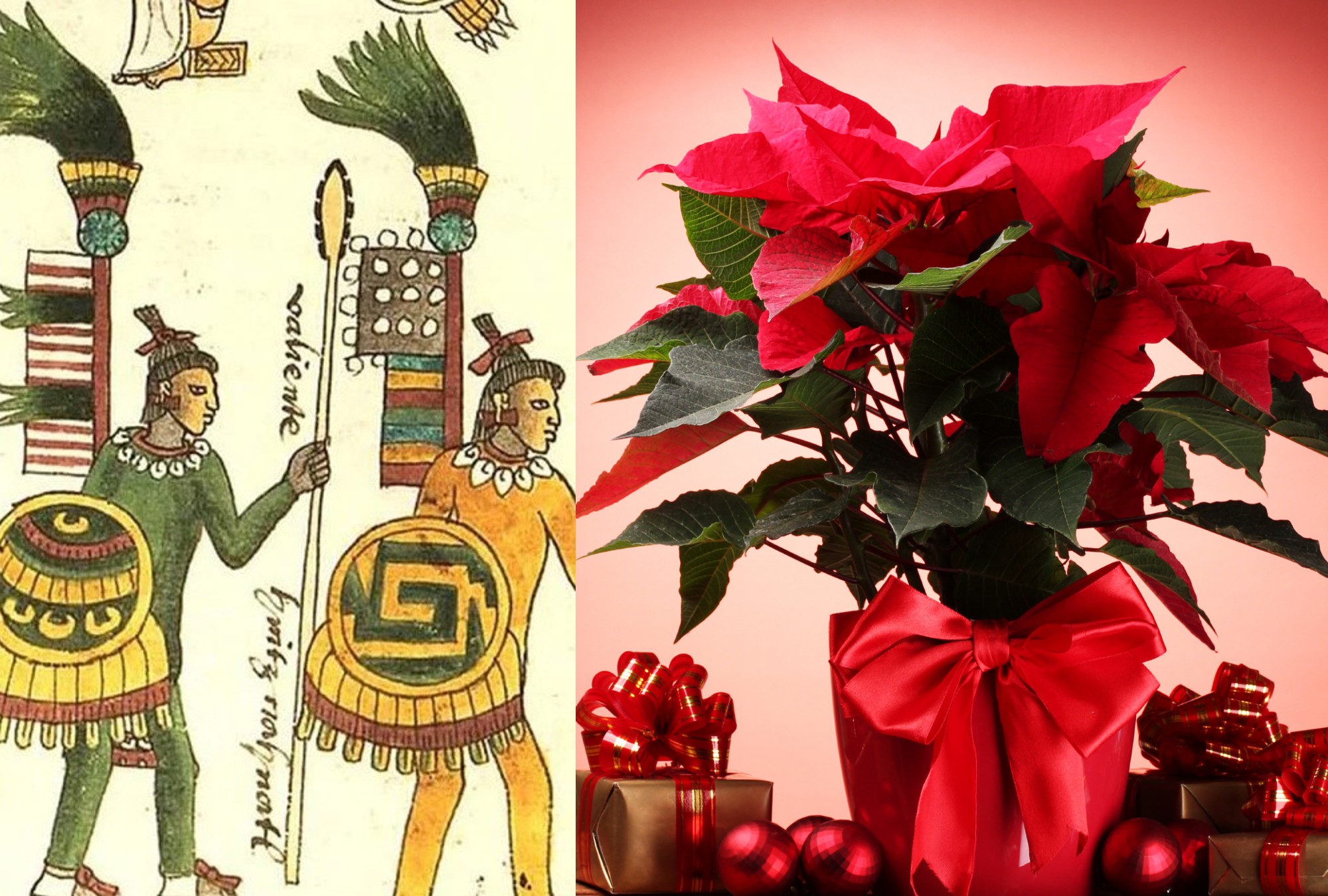 La nochebuena, la flor de los guerreros aztecas que Estados Unidos patentó  - Emprendedor