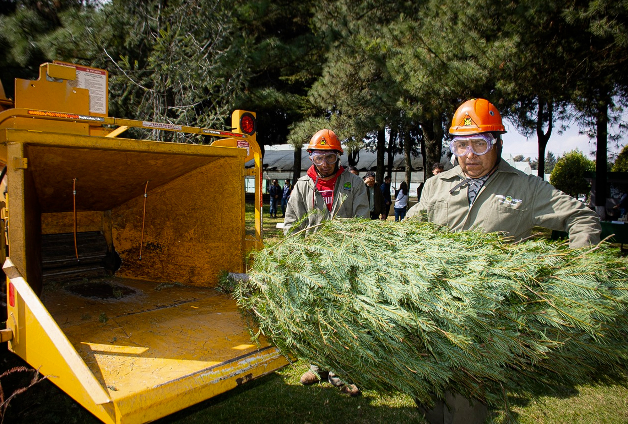 Reciclaje de árboles de navidad