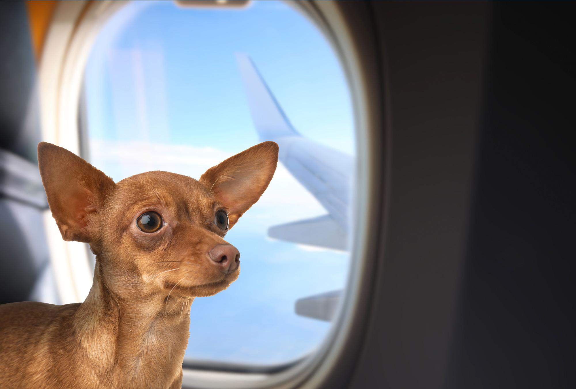Estos son los animales que sí pueden subir a la cabina del avión.