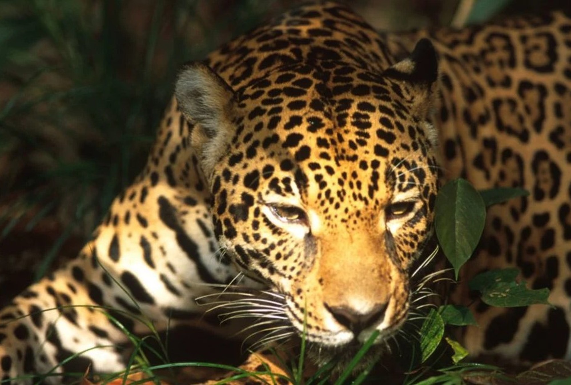 Animal latin. Животные Латинской Америки. Ягуар амазонки. Ягуар Латинской Америки. Гондурас Ягуар.