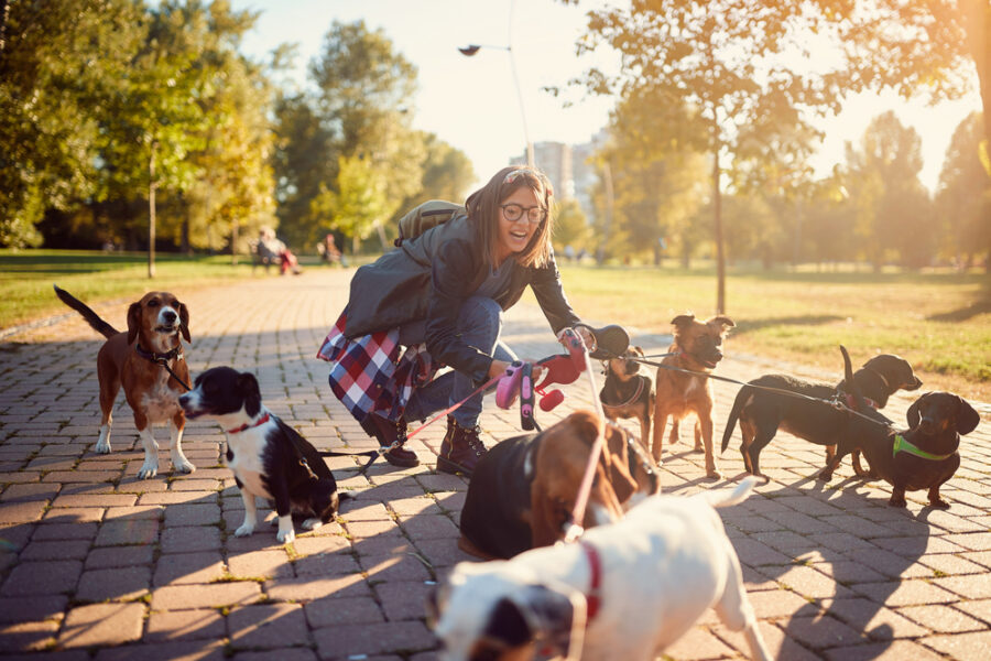 paseador de perros