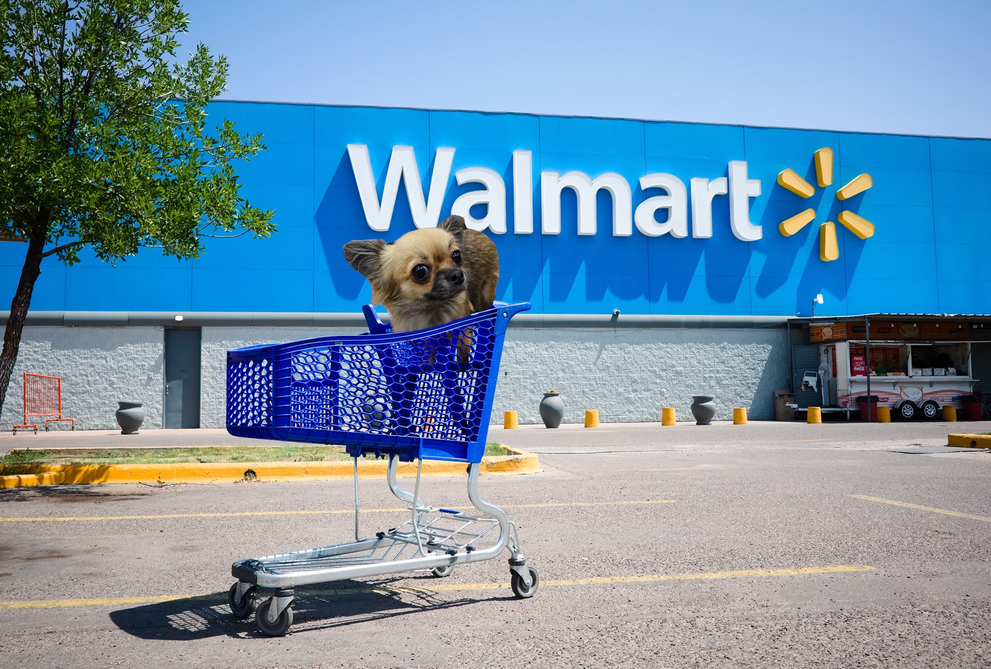 ¿Llevarás a tu perro a tu próxima visita a Walmart?