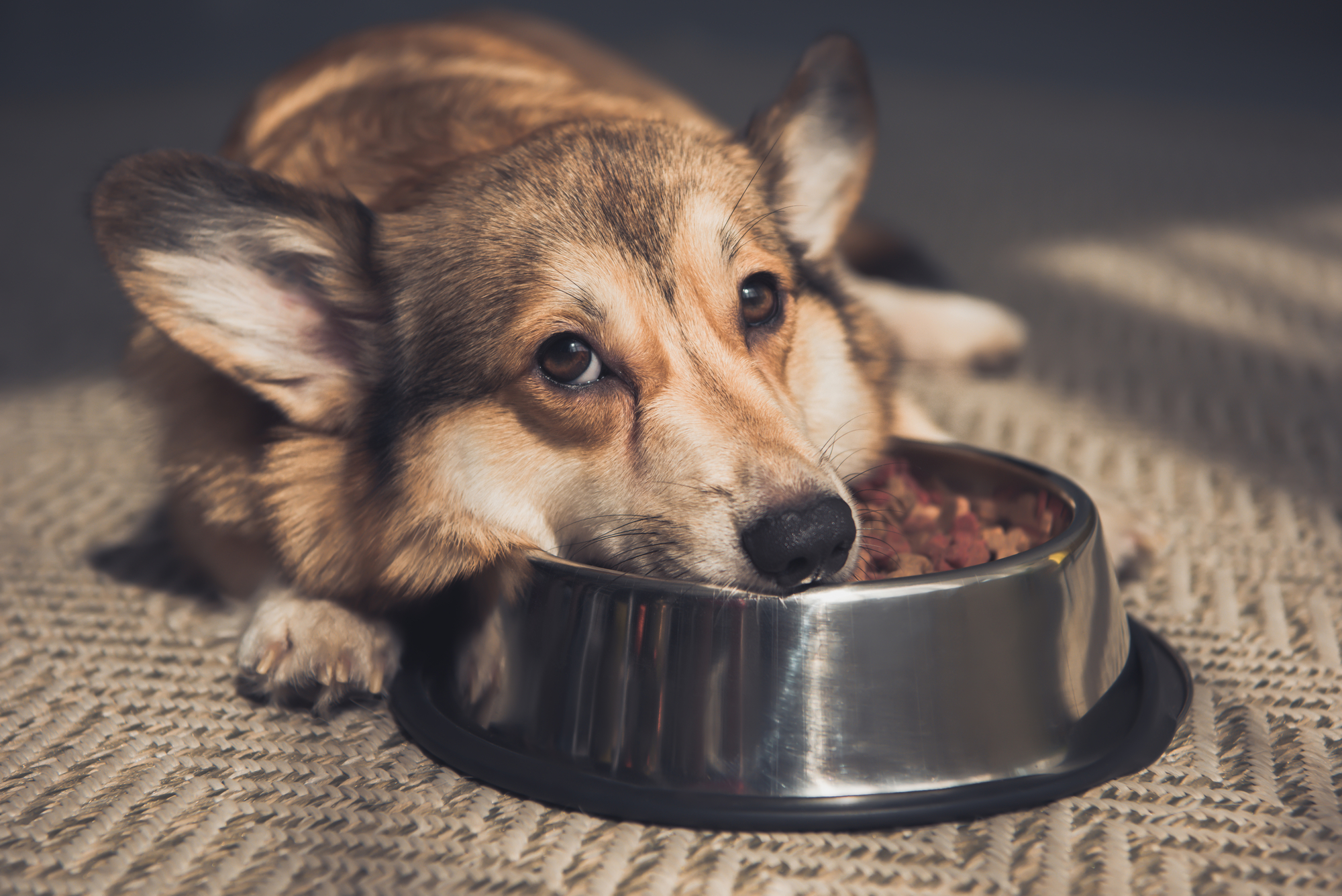 ¿Cuáles son los mejores alimentos para perros?