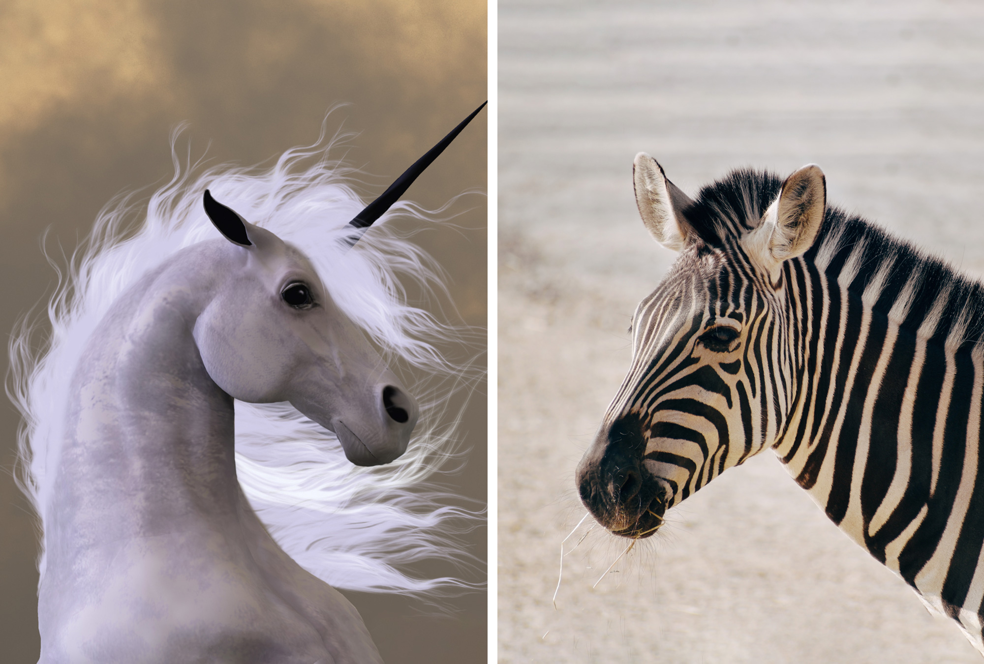 ¿Cuáles son las diferencias entre las empresas unicornio y las cebras?