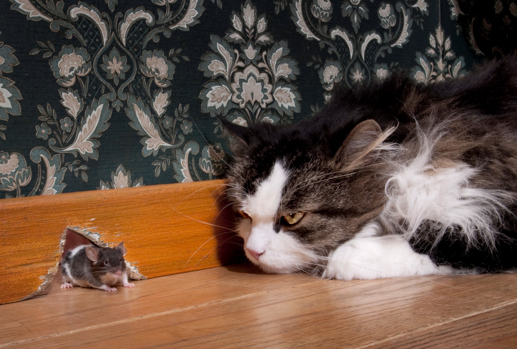 Пытаемся поймать кота. Кошки. Кошка охотится. Кот и мыши. Кот охотится на мышь.