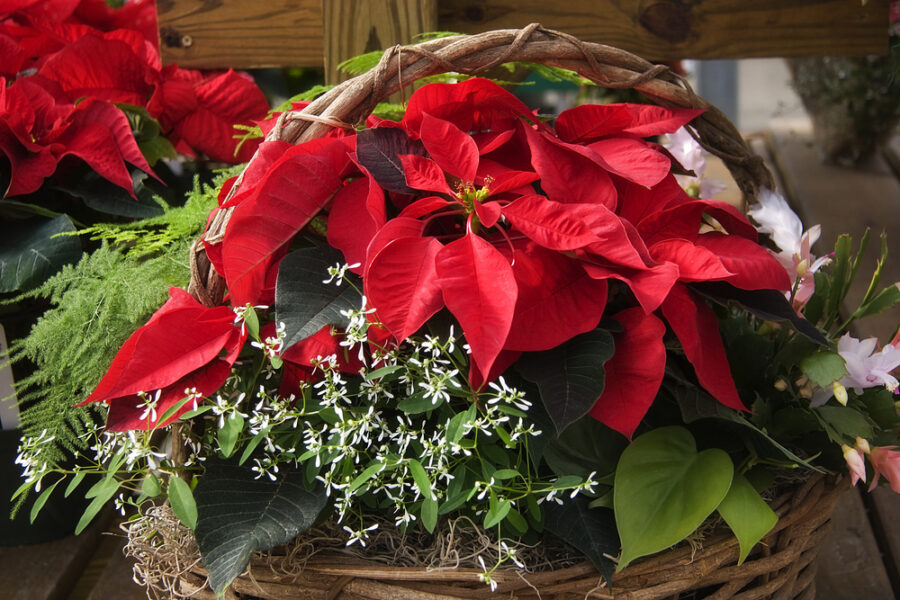 ideas de negocios navidad