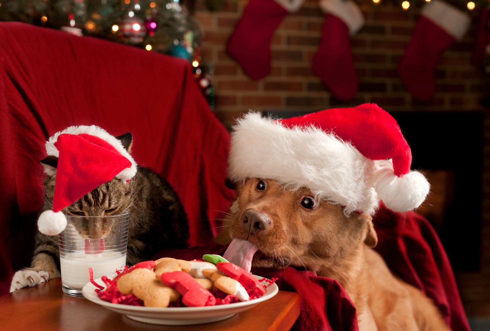 ¿Les comprarás cena de fin de año a tus mascotas?