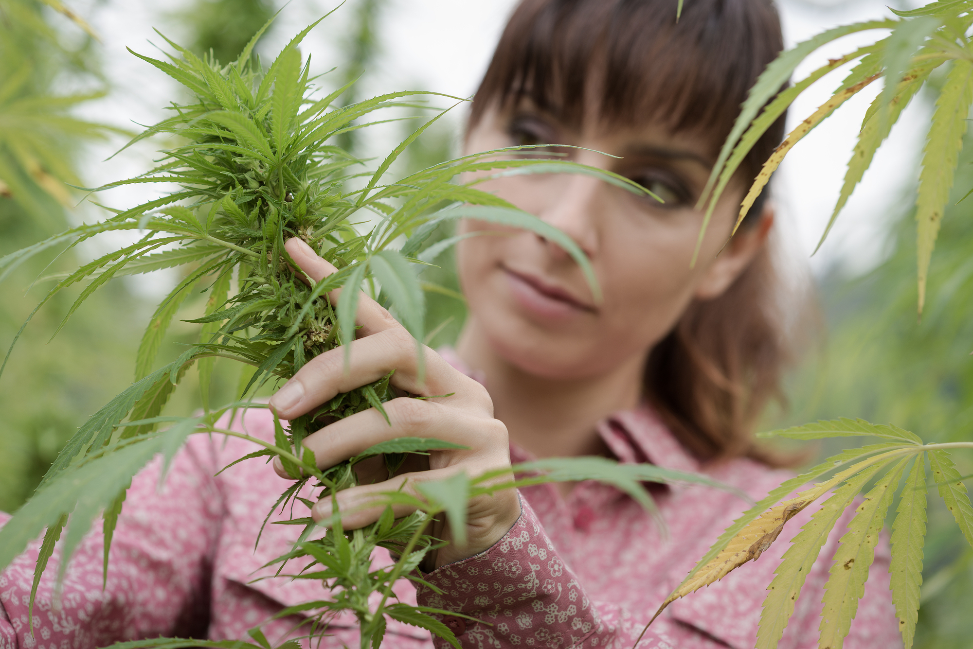 Los mayores de 18 años podrán cultivar hasta tres plantas de cannabis en casa.