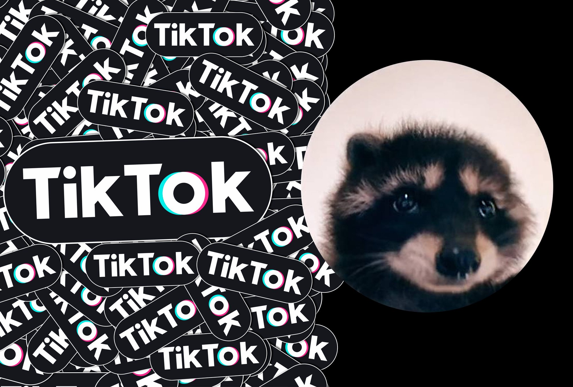 Mapache viral en TikTok