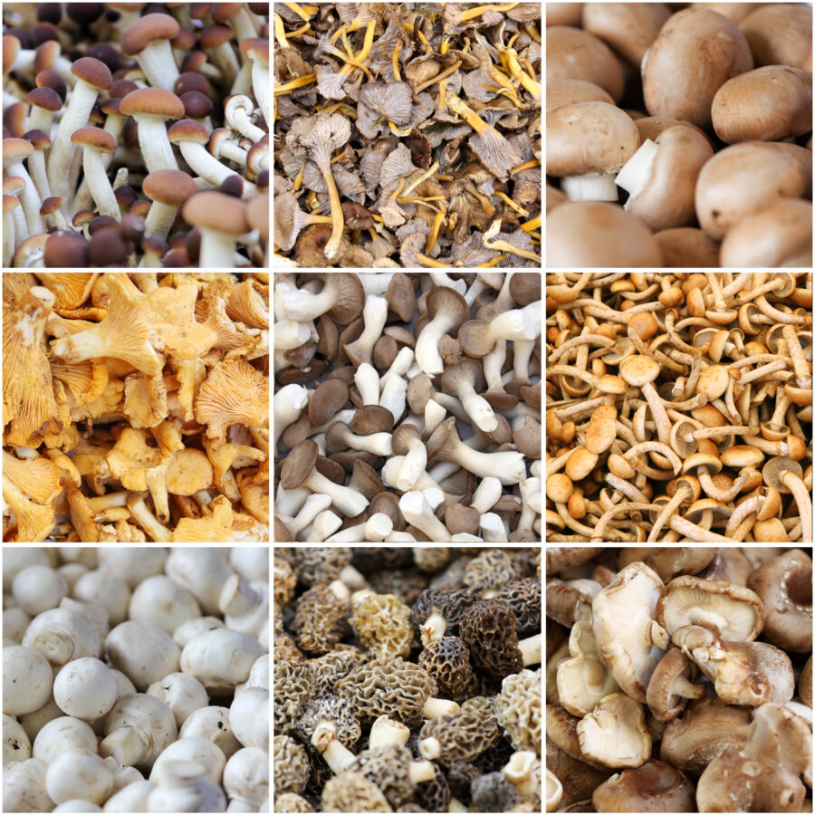 Las setas Pleurotus pueden cultivarse bajo techo utilizando paja y otros residuos agrícolas como sustrato | Imagen: Depositphotos.com