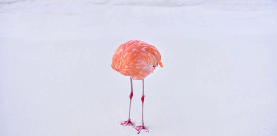 Flamingone | Imagen: Miles Astray