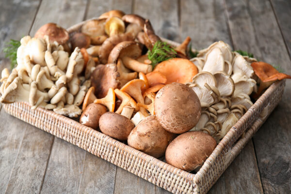 ¿Cómo iniciar un negocio de cultivo y venta de hongos comestibles?