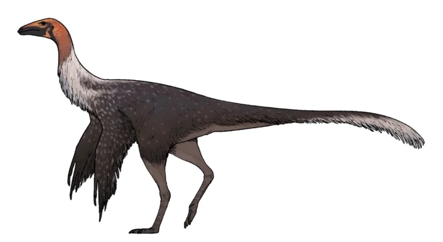 El parecido del Mexidracon longimanus con las aves actuales es sorprendente | Ilustración: Dinodan. CC BY 4.0.