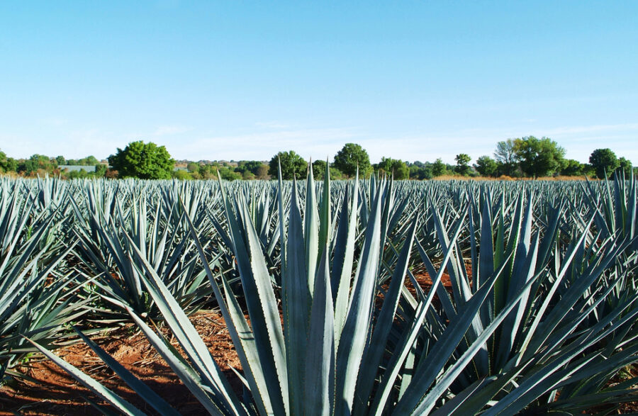 Paisaje de Tequila, Jalisco | Imagen: Depositphotos.com