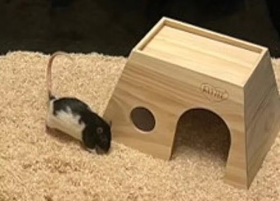 Las colas de rata pueden indicar cómo se sienten | Imagen: Kelly Lambert, CC BY-SA