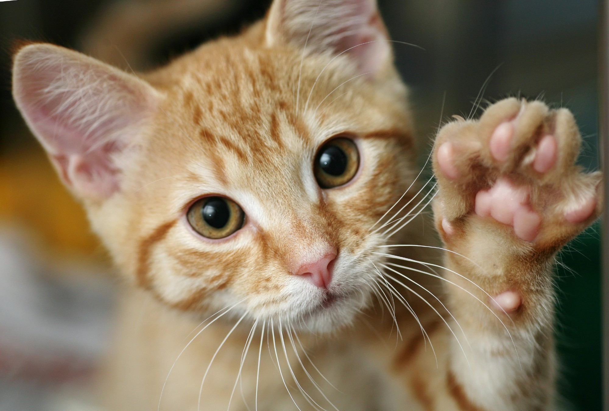Baidu quiere interpretar a los animales.