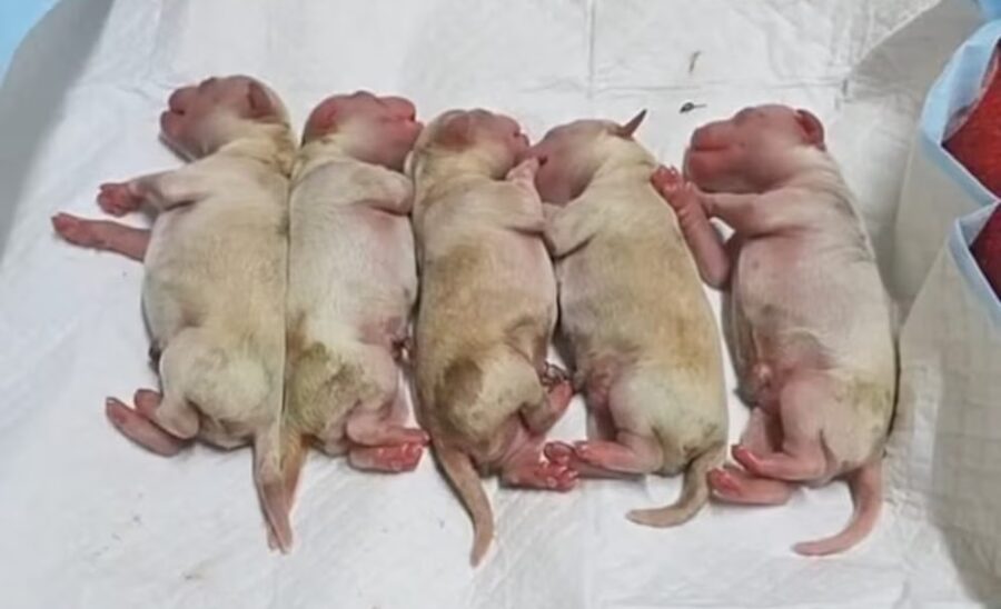 Imagen: Huellitas, amor sin fronteras Ana Silvia Díaz F vía FB