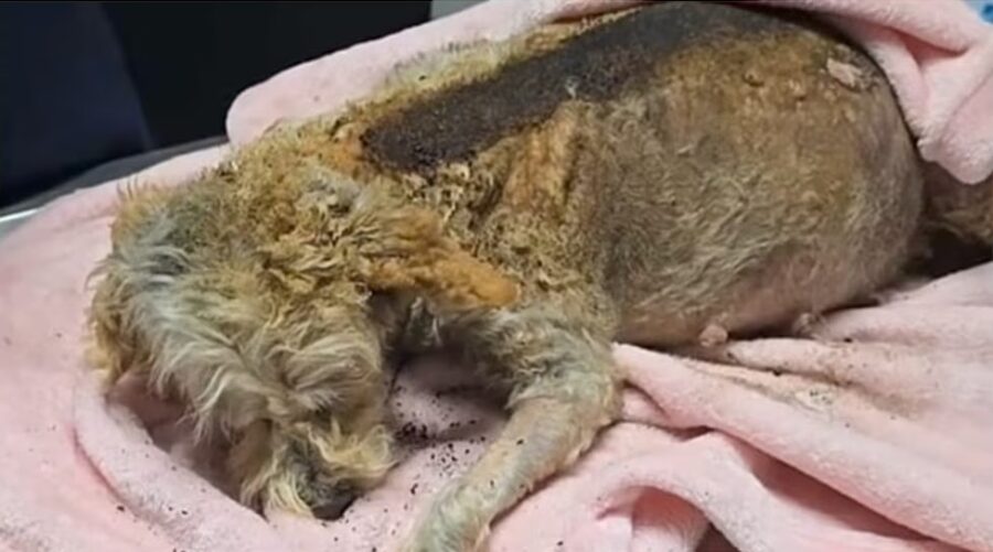 Imagen: Huellitas, amor sin fronteras Ana Silvia Díaz F vía FB