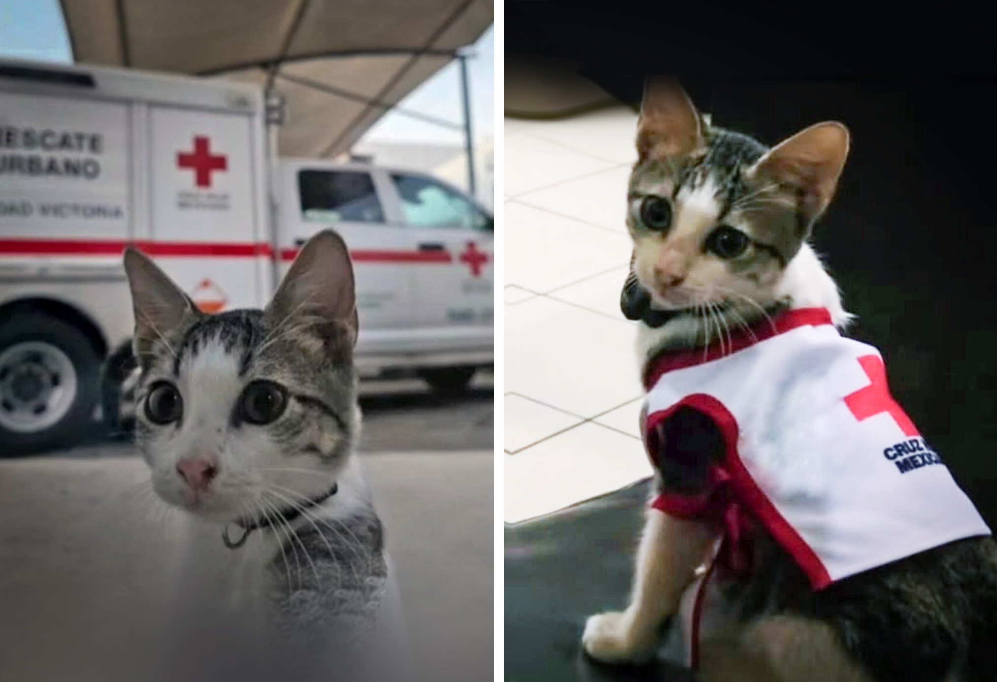 Gato Urgencio