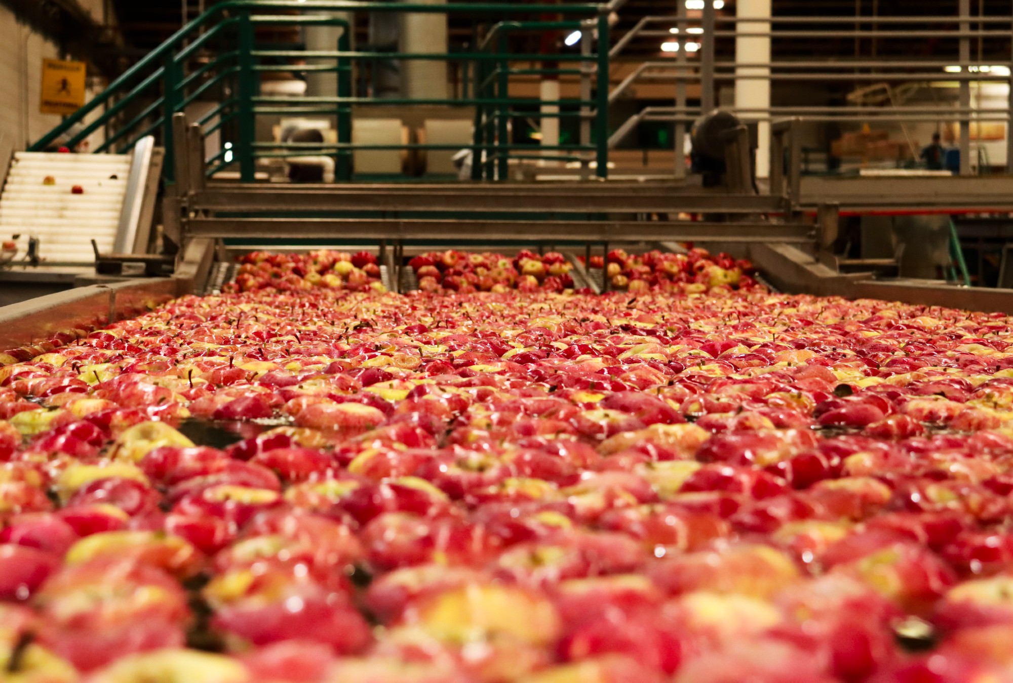 Chihuahua aporta más del 85% de las manzanas en México.