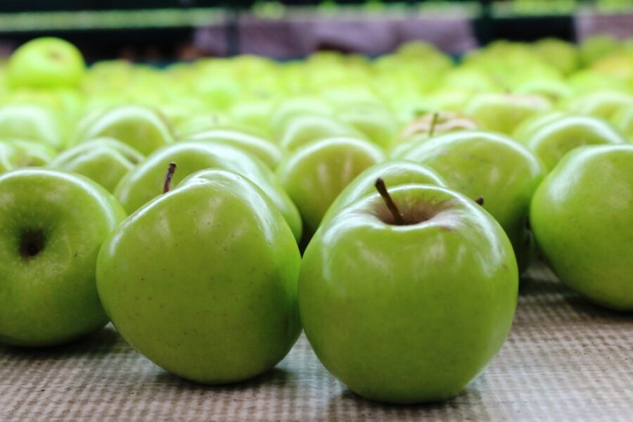 La bonanza de nuez y manzana impulsa la economía de Chihuahua | Imagen: Cortesía