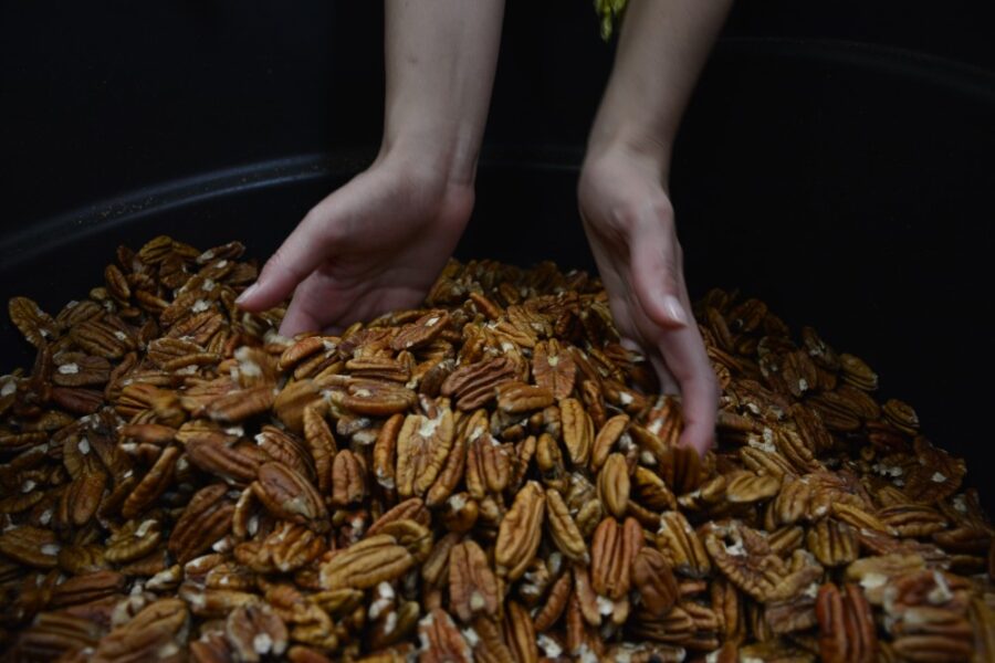 La nuez pecana chihuahuense llega a mercados de EE.UU., Europa, Asia y Medio Oriente | Imagen: Cortesía