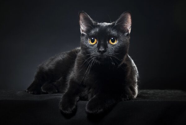 Alerta en CDMX por riesgo para mascotas negras en Día de Muertos y Halloween