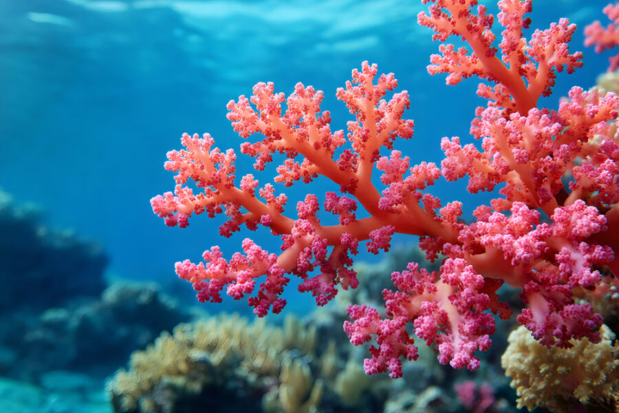 Colapso de arrecifes: el primer tipping point que el mundo ya cruzó | Imagen: Depositphotos.com