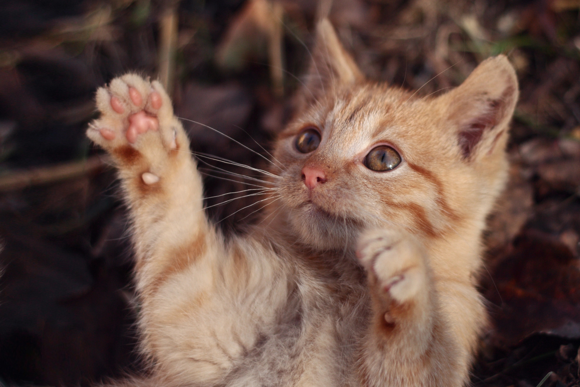 Perfumes para dueños de gatos: todo sobre Feebily, la fragancia gatuna.
