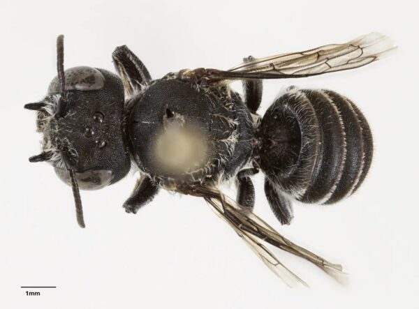 ¿Quién es la abeja ‘Lucifer’? Descubren nueva especie con ‘cuernitos’
