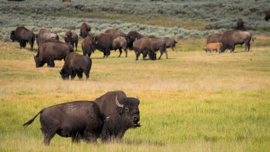 Coahuila revive su desierto: 44 bisontes regresan a la Reserva El Santuario | Imagen: Cortesía CONANP