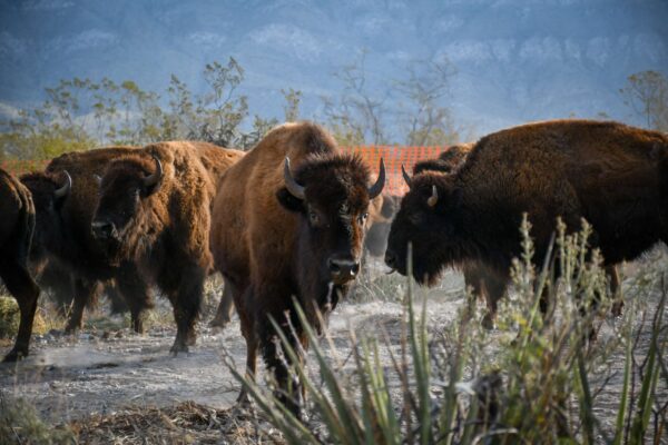 El bisonte americano vuelve a Cuatro Ciénegas tras 160 años de ausencia