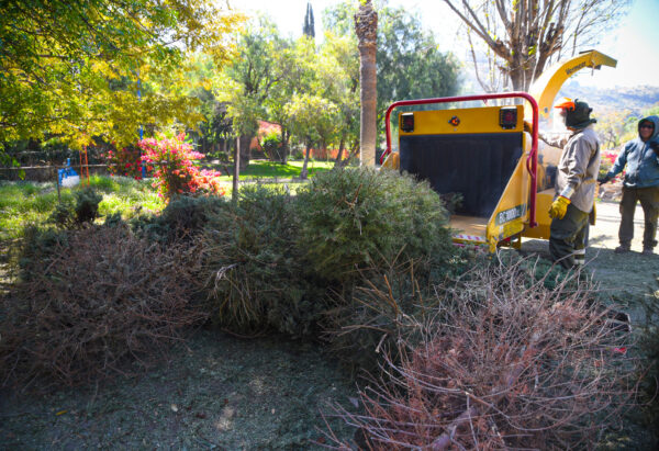 Recicla tu árbol de Navidad y nochebuenas: Sedema activa centros de acopio en CDMX
