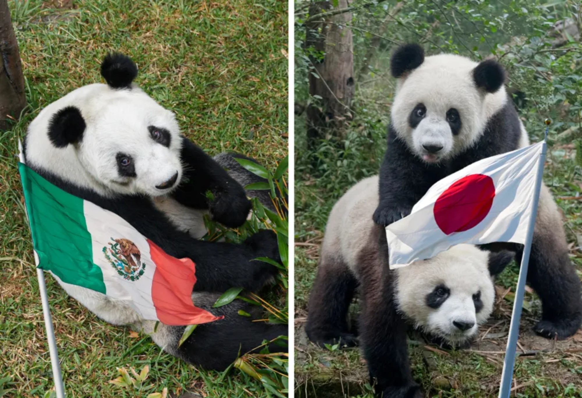 Los pandas Xiao Xiao y Lei Lei se van de Japón.