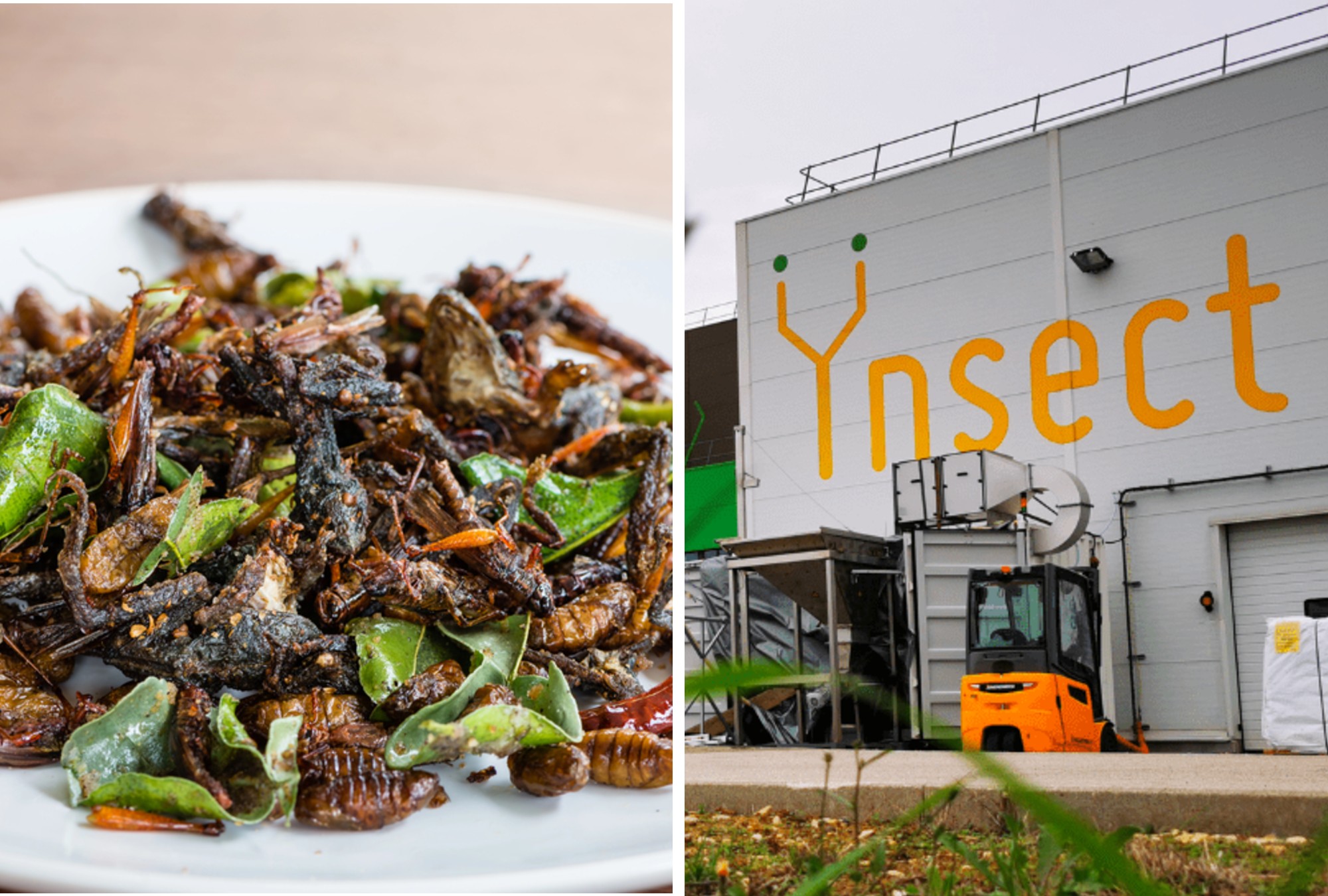 La caída de Ÿnsect tras levantar 600 M USD: análisis de un fracaso industrial.