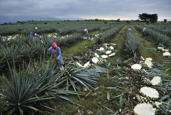 Bagazo de agave, el “desecho” que puede transformar la industria del tequila