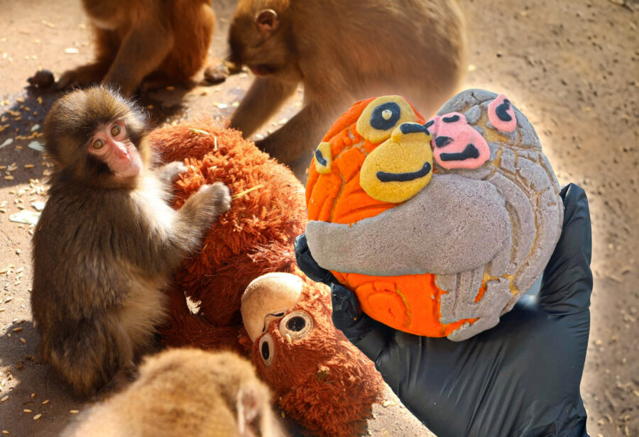 ¡Llegó la ‘Conchanguito’! El pan inspirado en el mono Punch y su peluche conquista la CDMX