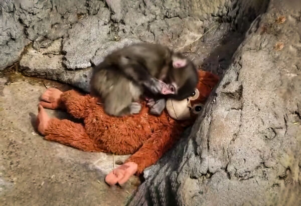 Punch el mono: Por qué su peluche es ahora un tesoro buscado en eBay