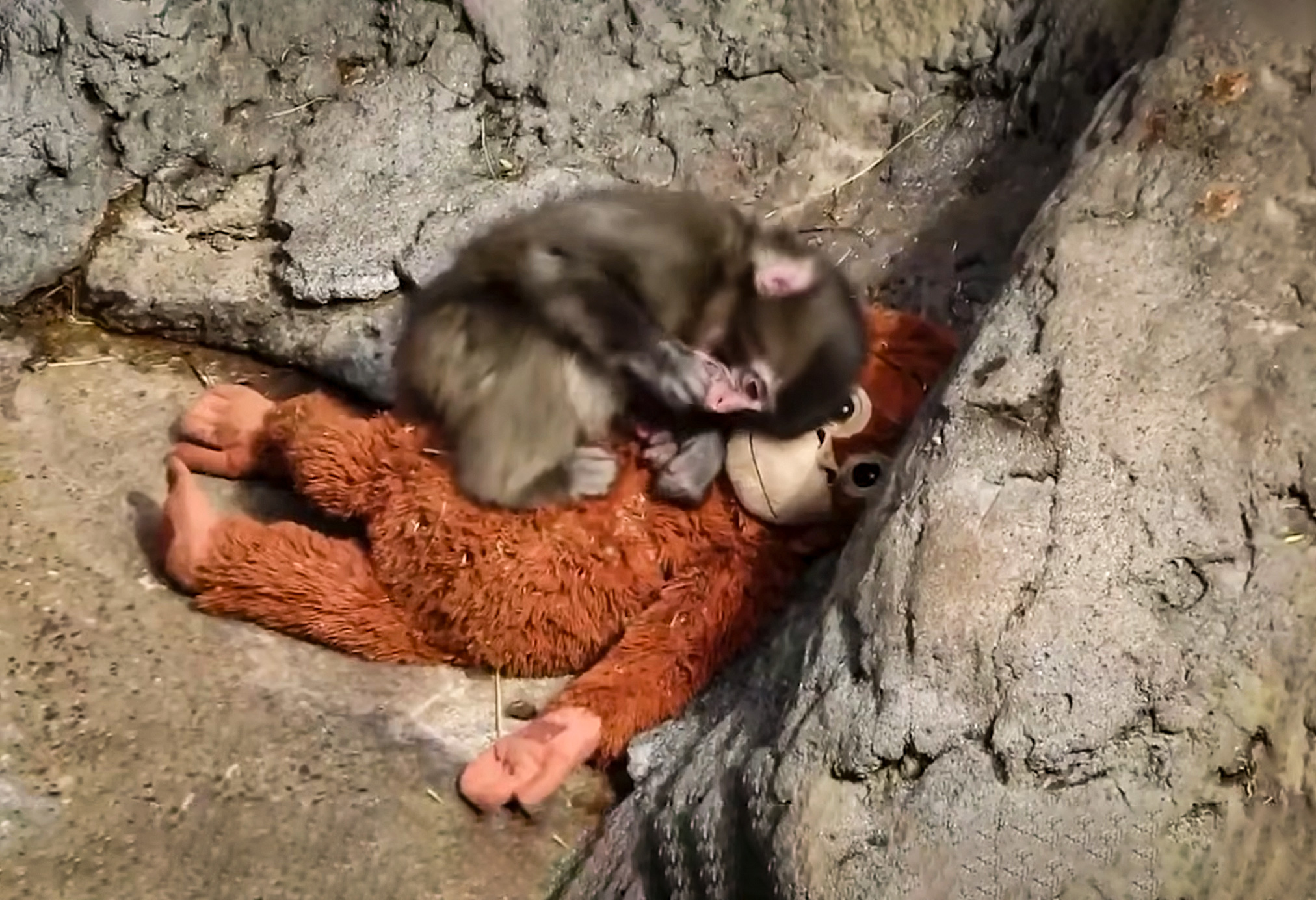 El IKEA DJUNGELSKOG se vende por cientos tras viralizarse con Punch.