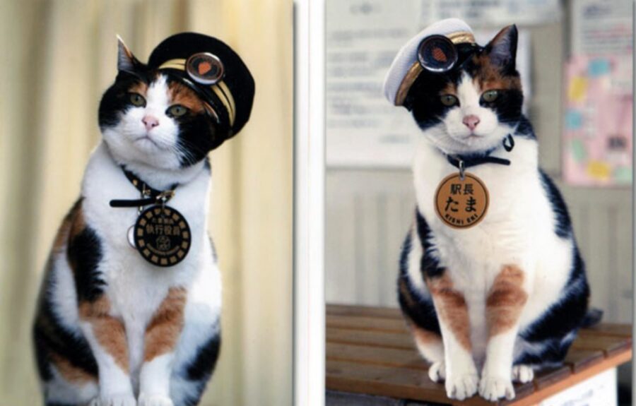 Tama en la Estación Kishi durante su periodo como jefa de estación | Imagen: Japan Travel