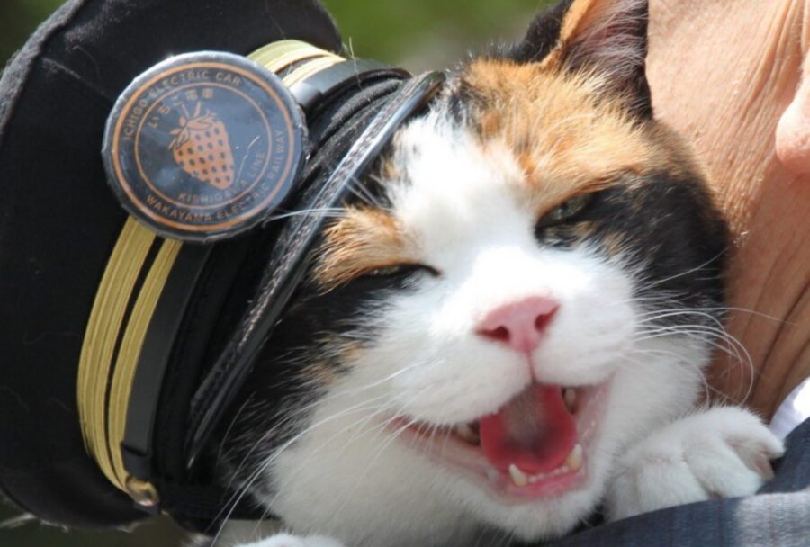 Tama, la gata callejera que salvó una estación de tren y se convirtió en una diosa