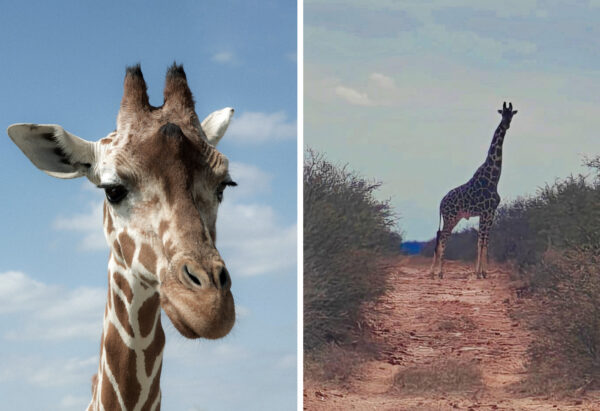 Jirafas con crías aparecen en Coahuila y sorprenden a México
