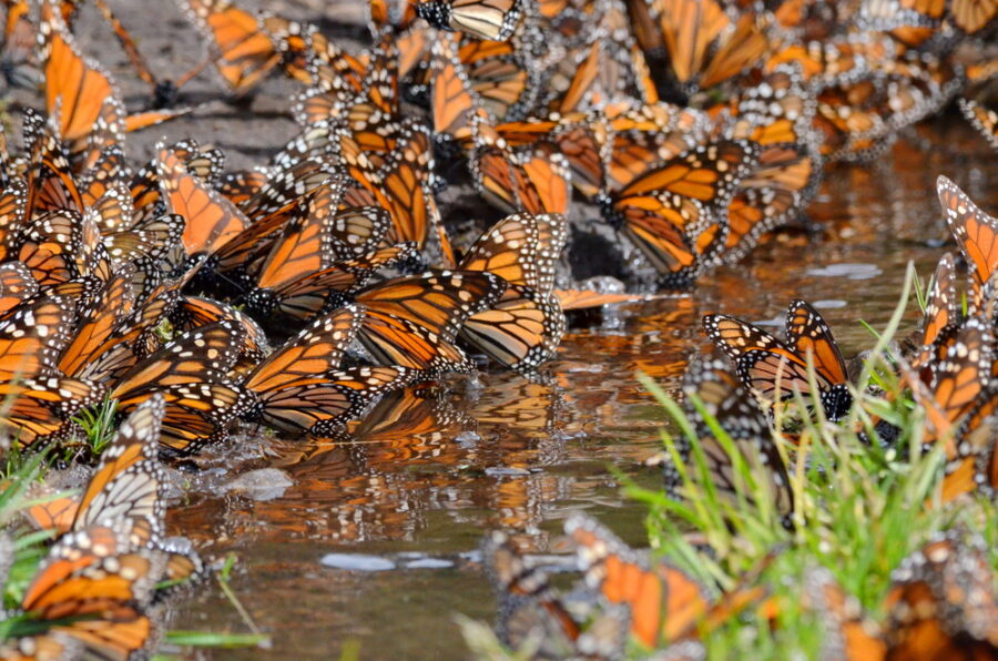 Los bosques de oyamel albergan a millones de mariposas cada invierno | Imagen: Depositphotos.com