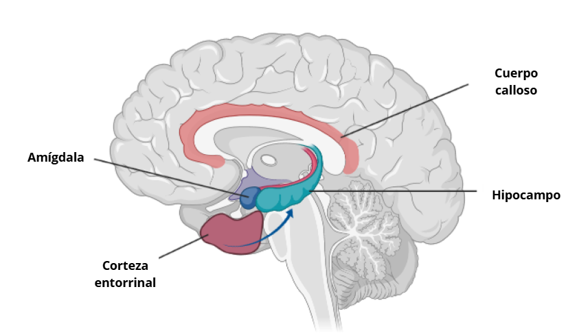 Ilustración del cerebro resaltando la corteza entorrinal (visual científico) | Imagen: Bright Focus