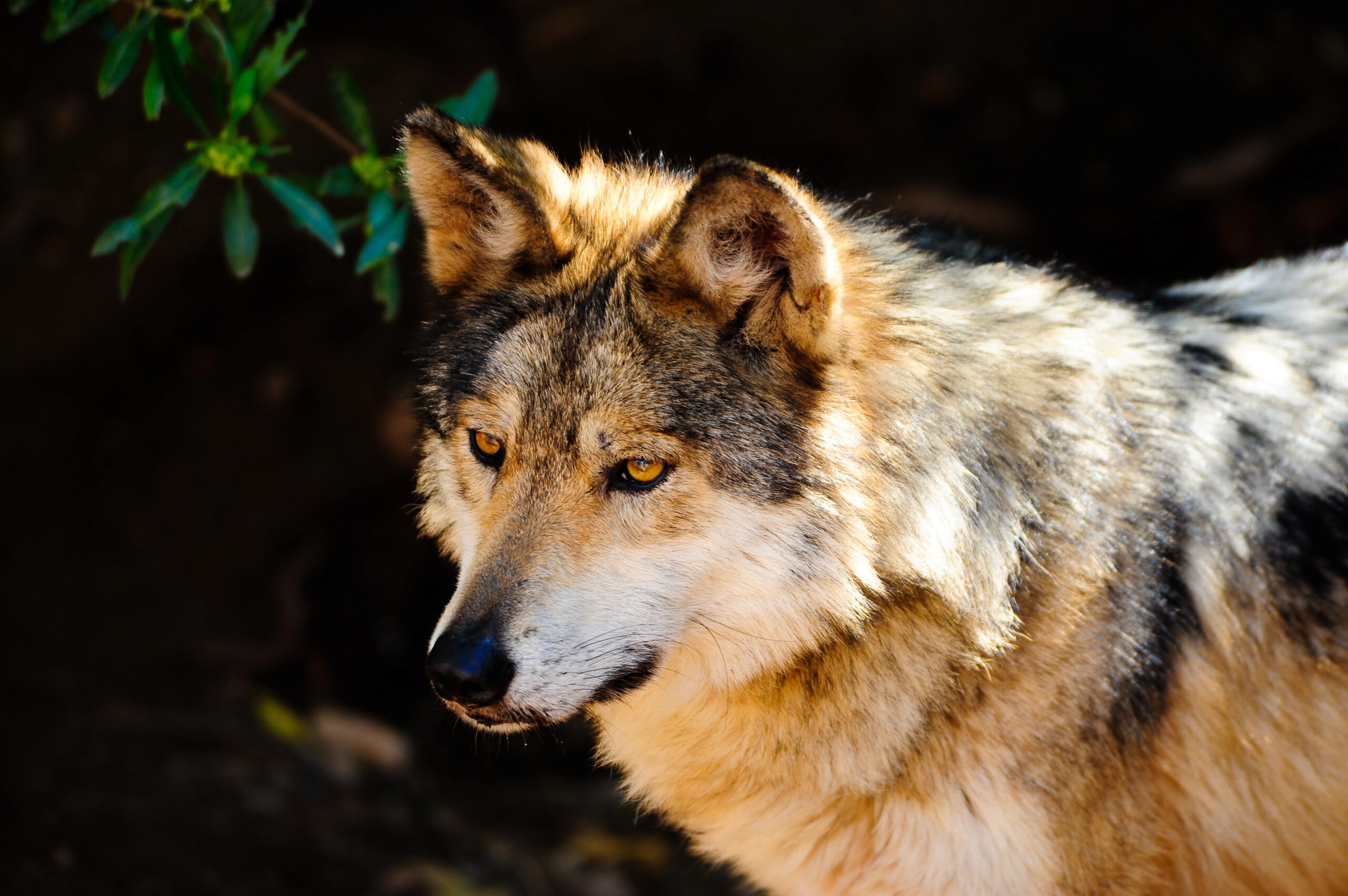 Durango se convirtió en el segundo estado del país con reintroducción del lobo mexicano en vida silvestre.